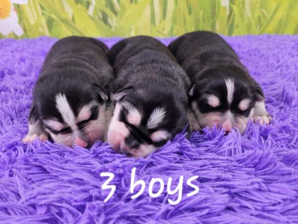 Samantha & Sport's Litter 2024