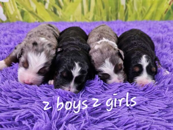 Macy & Cadillac's Litter 2024