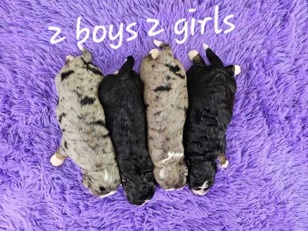 Macy & Cadillac's Litter 2024 - Image 2