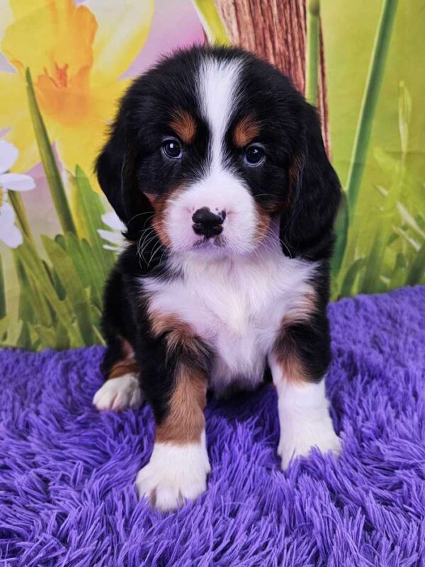 Maddox