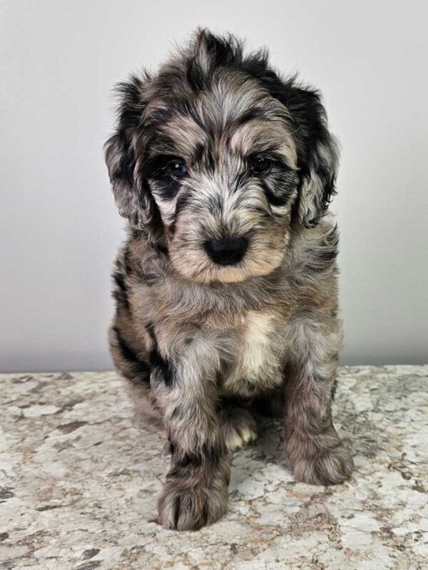 Bernard