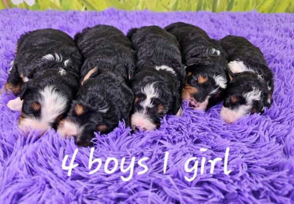 Kia & Ryder's Litter 2024