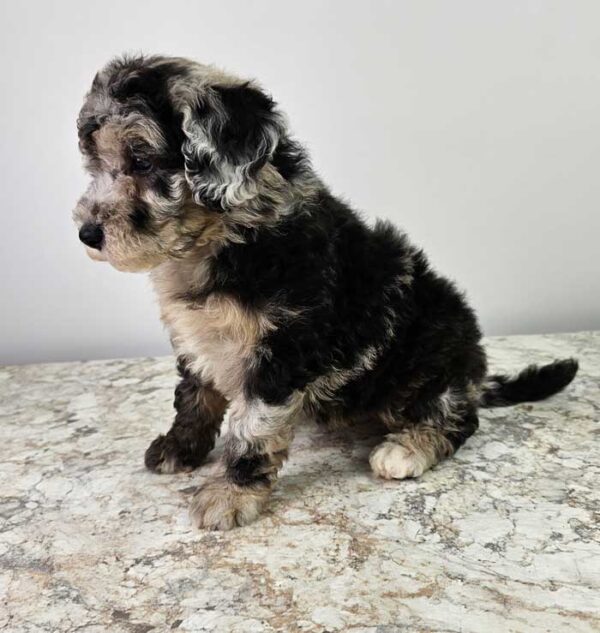 Bailey - Image 3