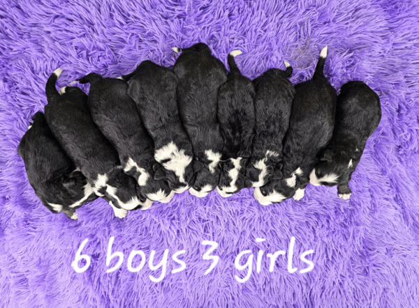 Lady & Dreamer's Litter 2024 - Image 2