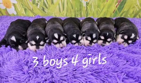 Shelly & Quest's Litter 2024