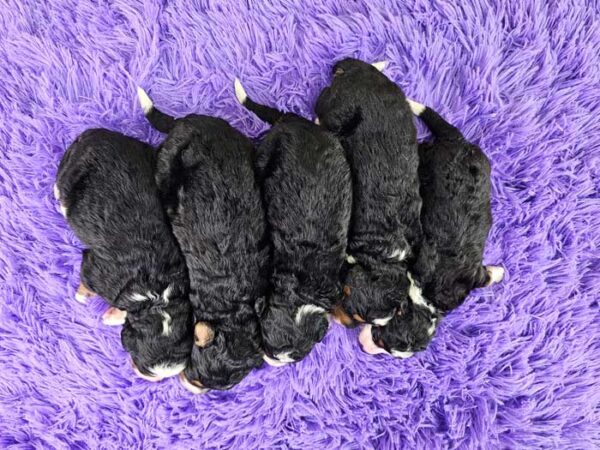 Kia & Ryder's Litter 2024 - Image 2