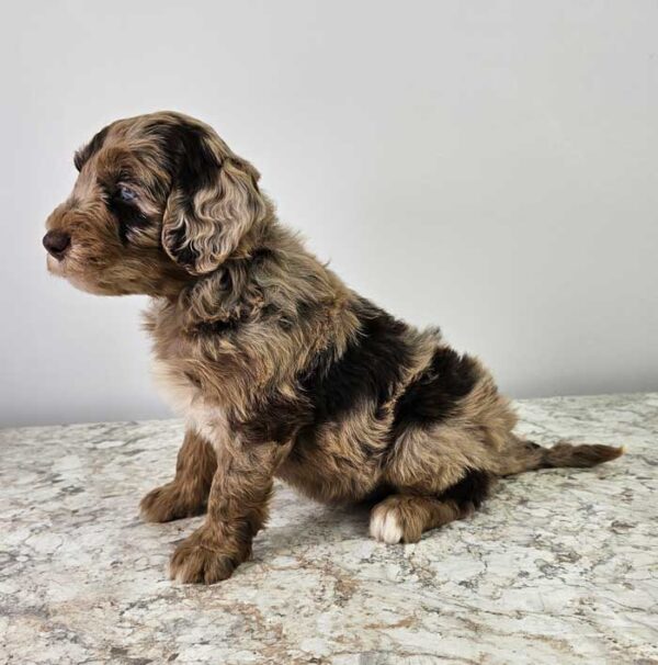 Brody - Image 3