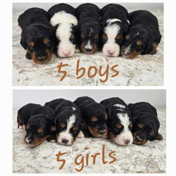Delilah & Rojo's Litter 2024