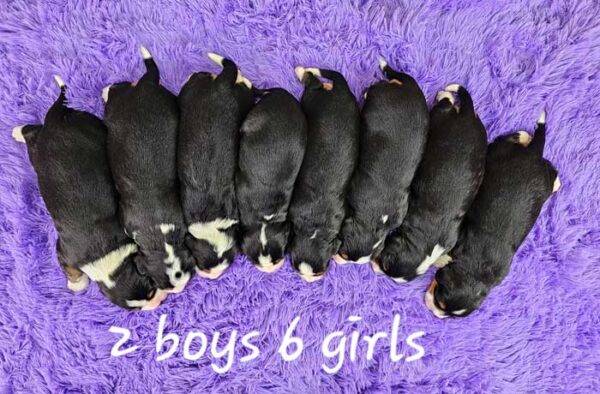 Brina & Maxwell's Litter 2024 - Image 2