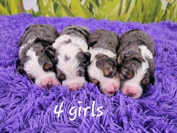 Snickers & Diamond's Litter 2024 - Image 4