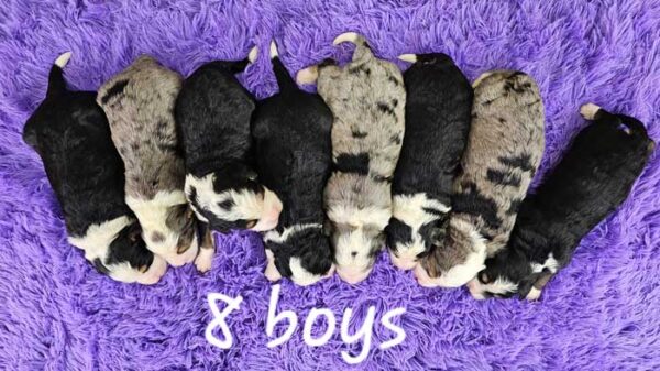 Snickers & Diamond's Litter 2024 - Image 3