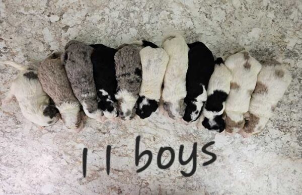 Shiloh & Cobalt's Litter - Image 2