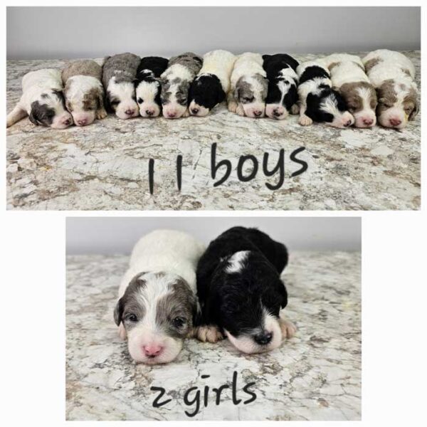 Shiloh & Cobalt's Litter
