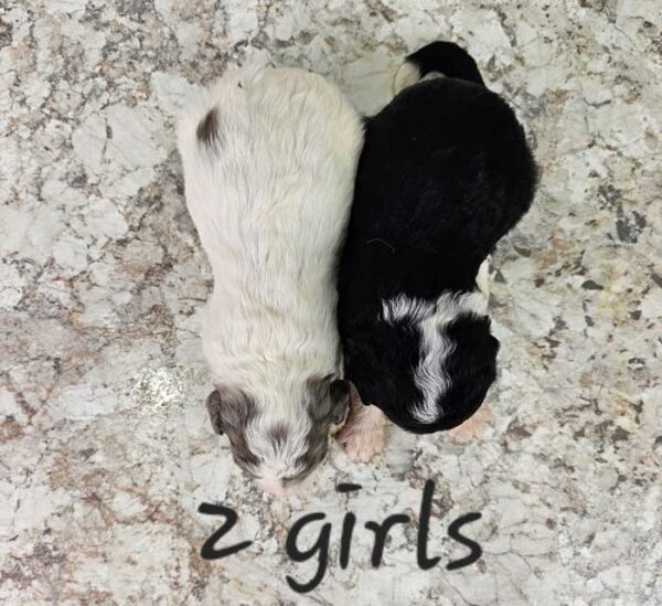 Shiloh & Cobalt's Litter - Image 3