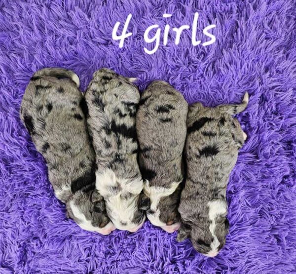 Snickers & Diamond's Litter 2024 - Image 5