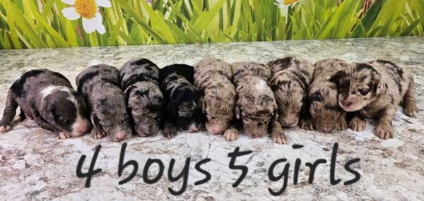 Daisy & Bow's Litter 2024