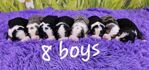 Snickers & Diamond's Litter 2024 - Image 2