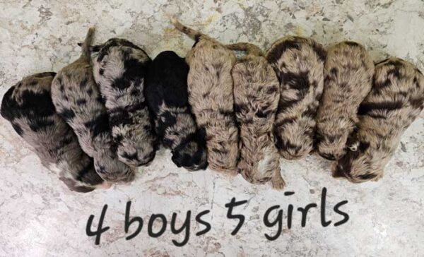 Daisy & Bow's Litter 2024 - Image 2