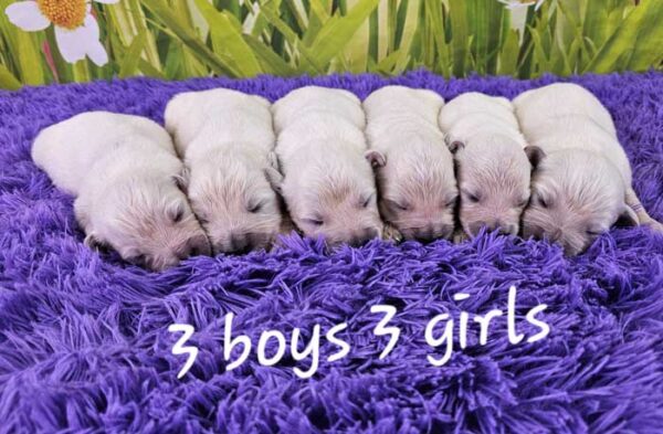 Mia & Magnum's Litter 2024