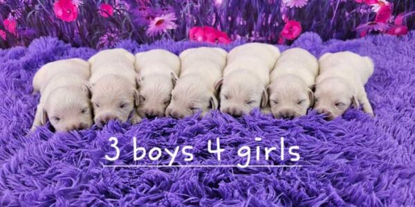 Maggie & Sport's Litter