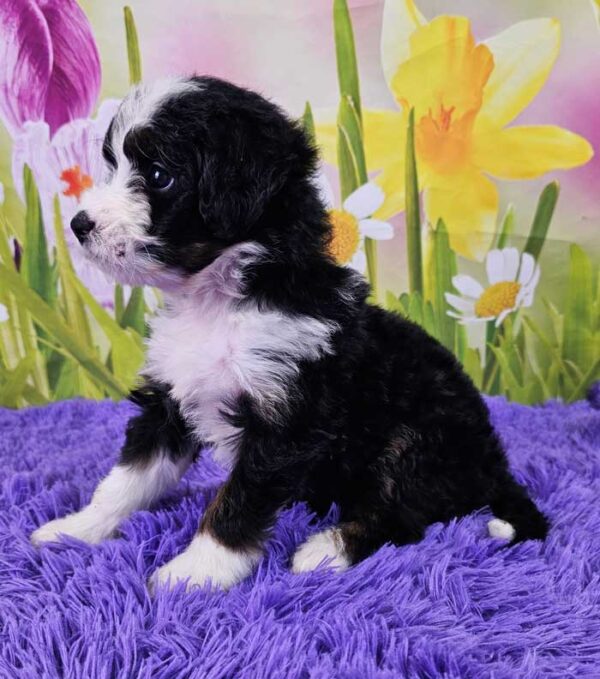 Trudy - Image 3