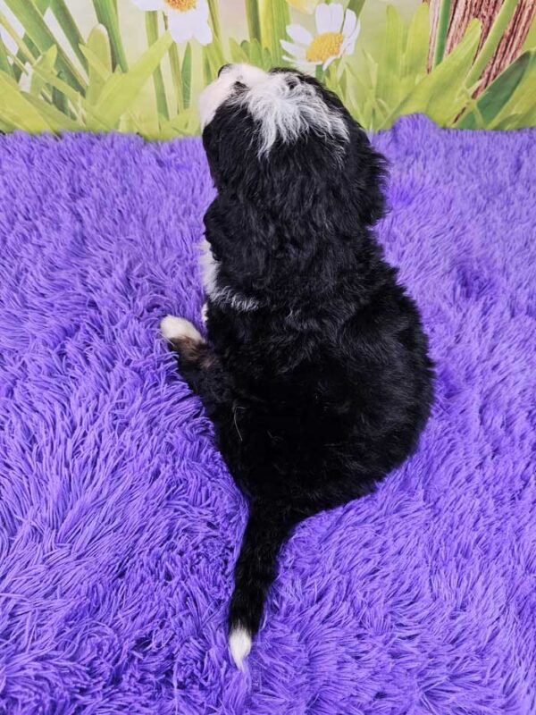 Trudy - Image 4