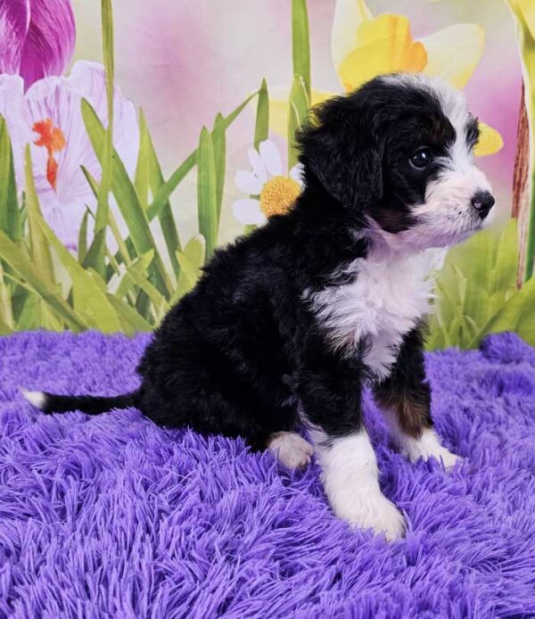 Trudy - Image 2