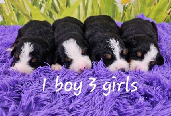 Keri & Winston's Litter 2024