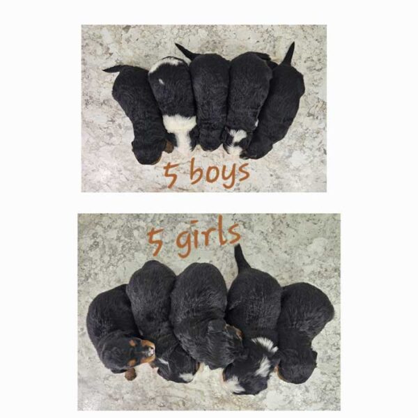 Delilah & Rojo's Litter 2024 - Image 2