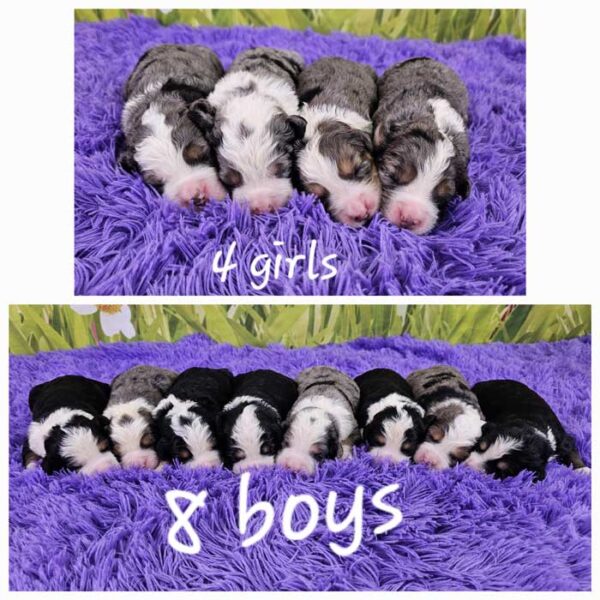 Snickers & Diamond's Litter 2024