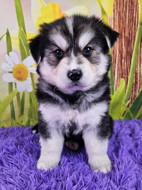 Browse Goberian Puppies for Sale Woodlot Companions