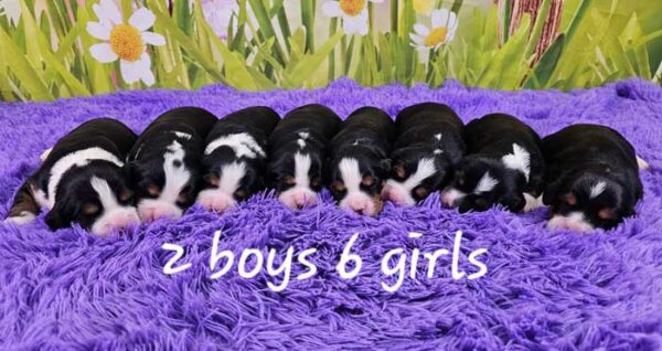 Brina & Maxwell's Litter 2024
