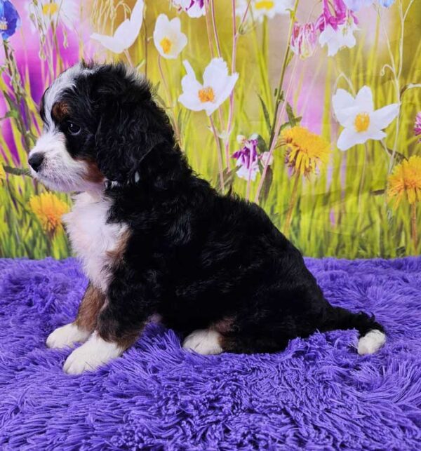 Tilly - Image 3