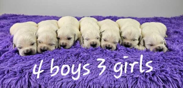 Izzy & Sport's Litter