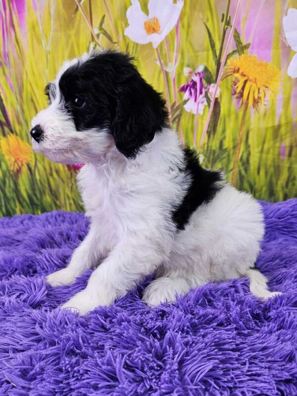 Kody - Image 3