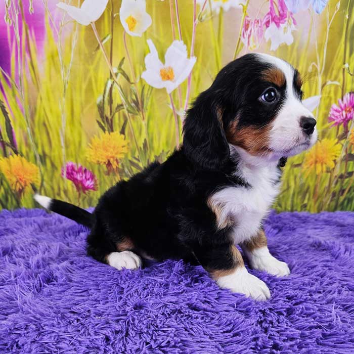 Brinley - Woodlot Companions