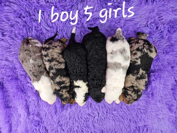 Maisie & Rojo's Litter 2024 - Image 2