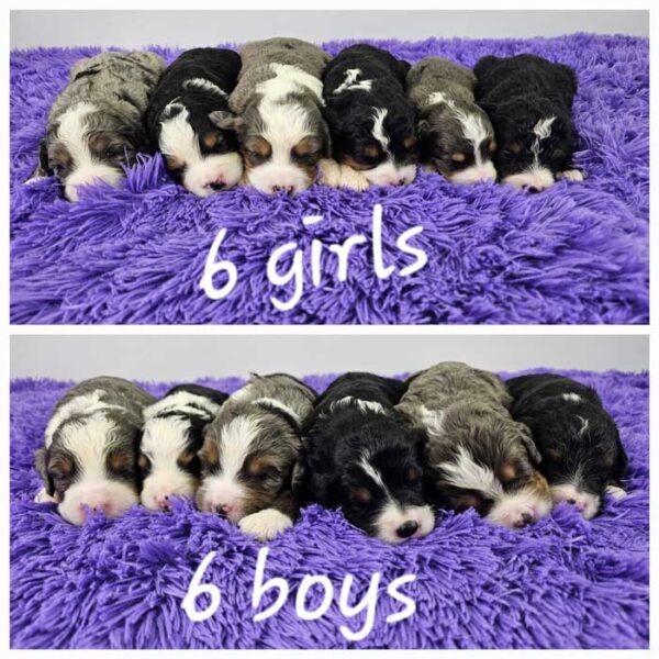 Sherry & Diamond's Litter 2024