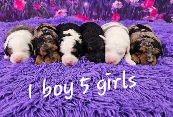 Maisie & Rojo's Litter 2024