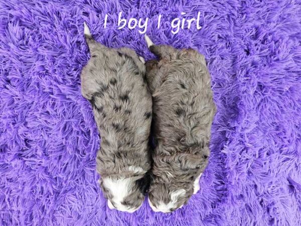 Rose & Denali's Litter 2024 - Image 2