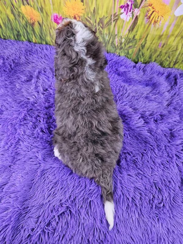 Lilac - Image 4