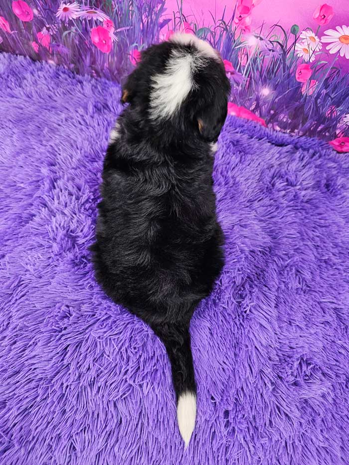 Davinci - Woodlot Companions