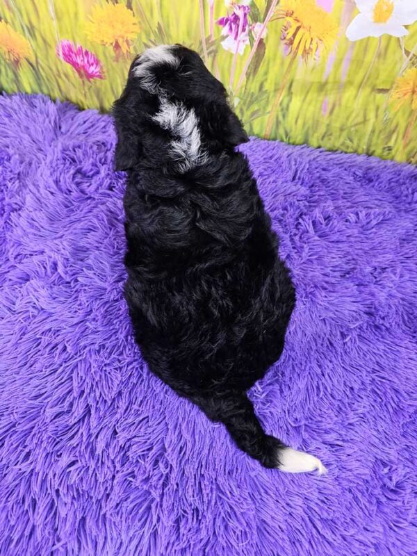 Tilly - Image 4