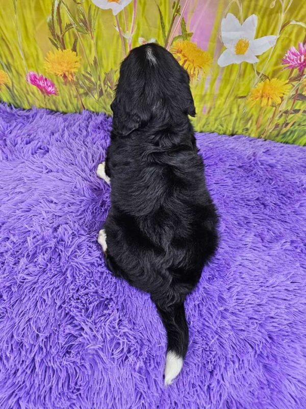 Bella - Image 5