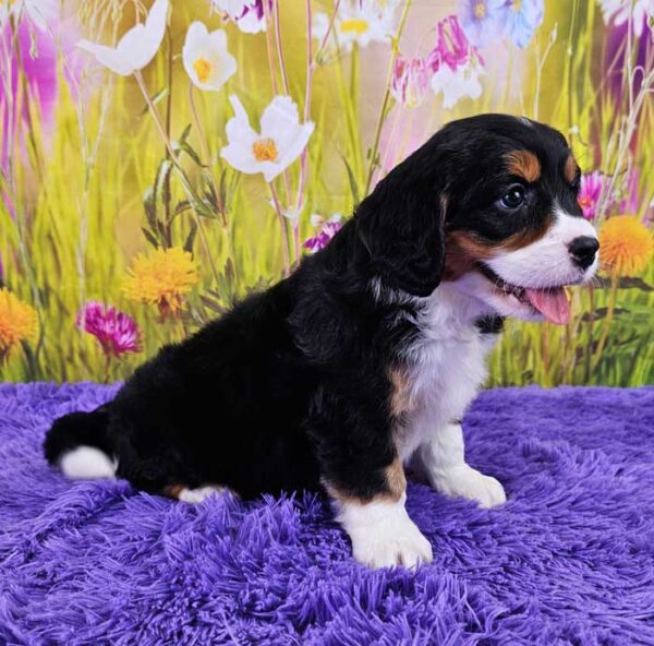 Bella - Image 3
