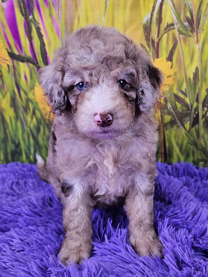 Blue Merle Chocolate Merle Poodle Blue Merle Toy Poodle