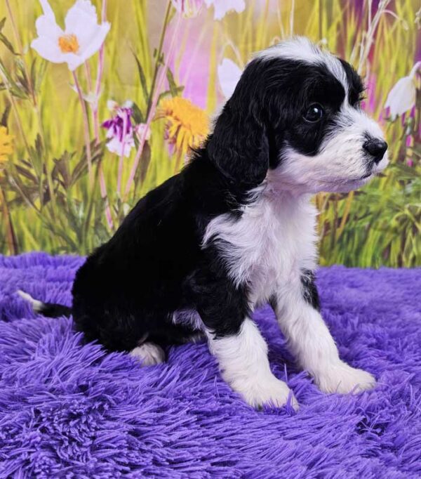 Kipling - Image 2