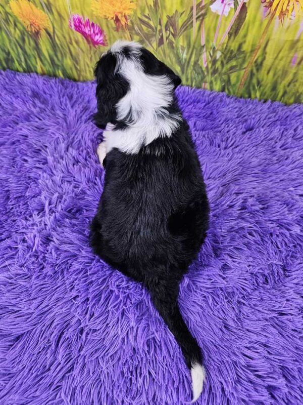 Kipling - Image 4