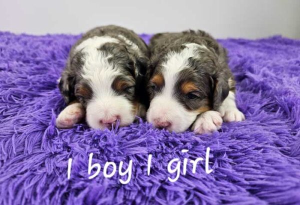 Rose & Denali's Litter 2024