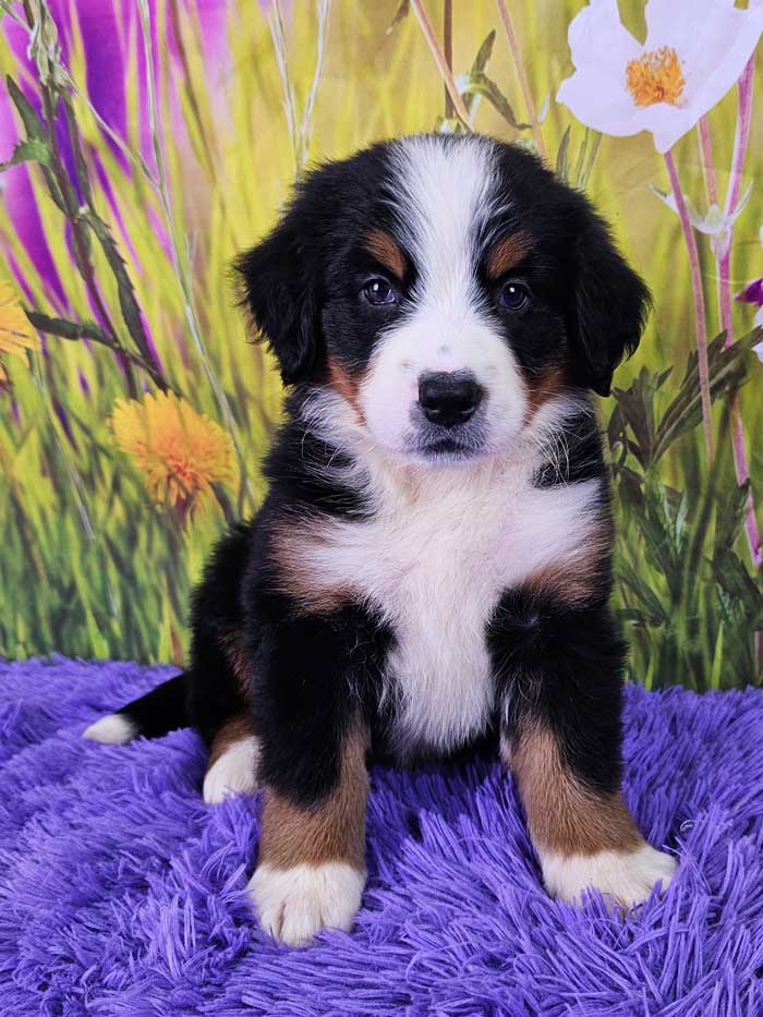 Jazzi Woodlot Companions